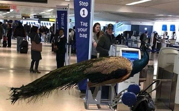 Airline Turns Away Artist and Her Emotional Support Peacock