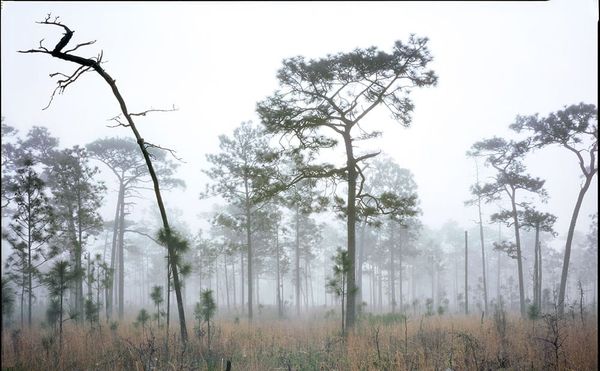 Photographs of the Vanishing Southern Pinelands, an Ecosystem that Thrives Through Fire