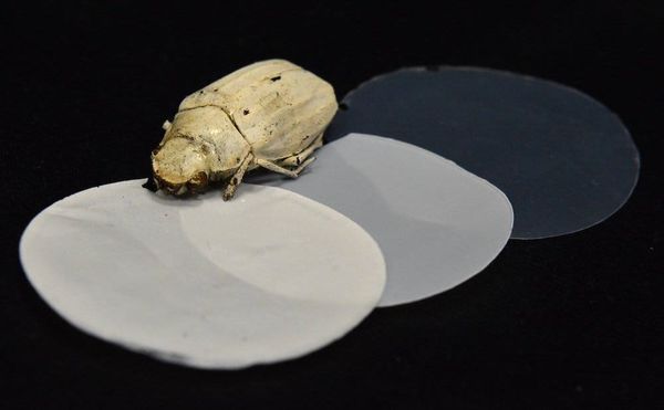 A Super-White Coating Based on a Beetle’s Scales Could Transform Paint