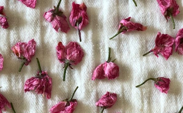 The Art of Eating Cherry Blossoms (with Recipes)