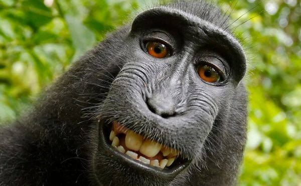 Self-portrait of a female Celebes crested macaque (Macaca nigra) in North Sulawesi, Indonesia, who had picked up photographer