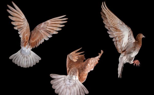 A Photographer Captures the Unique Personalities of New York City Pigeons