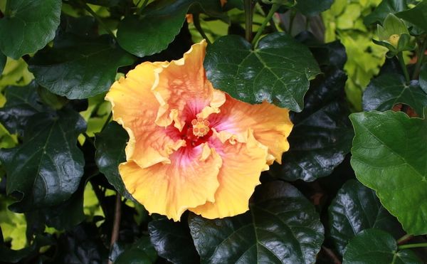 Closeup of a Hibiscus, Hawai’i’s official state flower