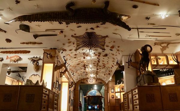 A Fantastic Recreation of a Renaissance Cabinet of Curiosities