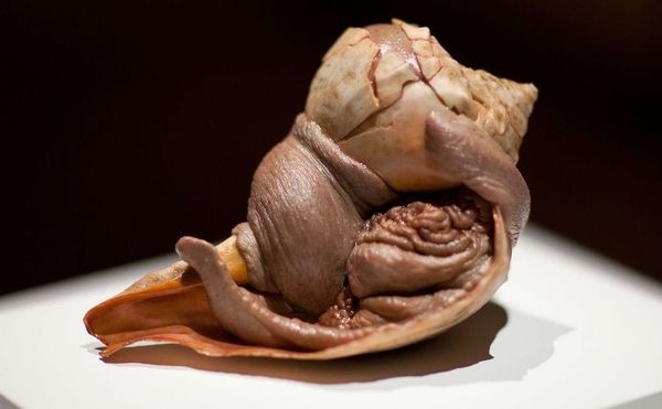 Disarming Recreations of Animals and Their Glistening, Decaying Textures