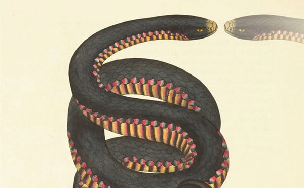 A Writer’s Act of Divination