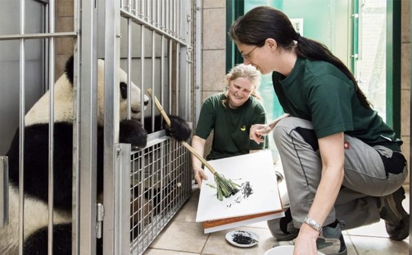 You Can Now Own a Genuine Work of Art by a Panda — If You Have $570