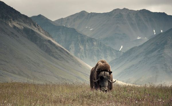 Photographs from the Wildest Places on Earth