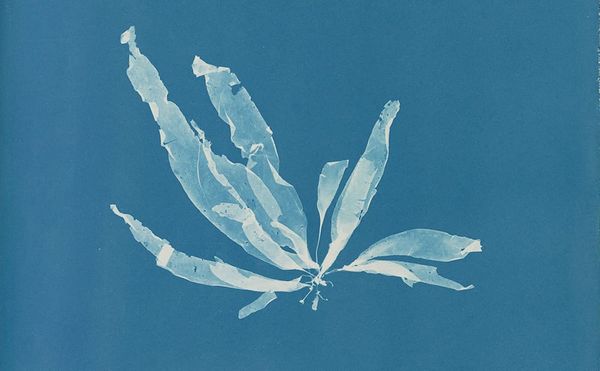 A Pioneering Photographer's Legacy In Algae