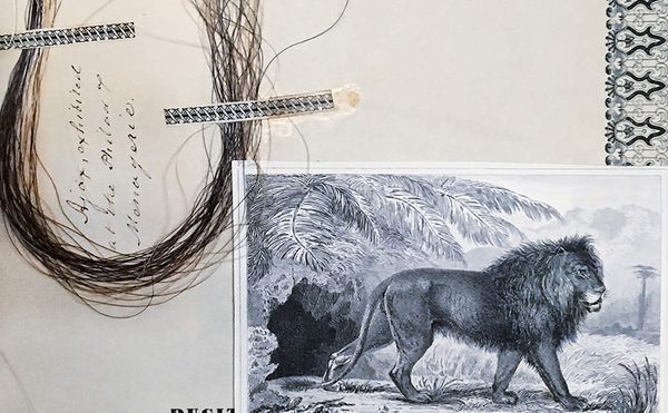 An Incredible 19th-Century Hair Collection That Nearly Became Trash