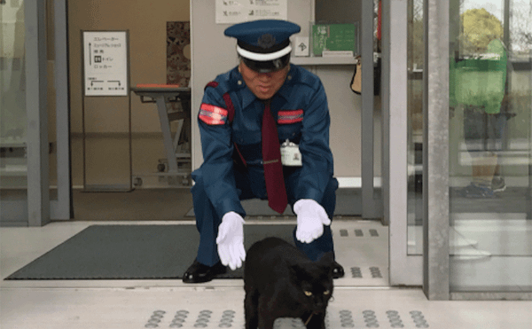 Denied Entry, Cats Try to Paw Past Japanese Museum Security Guard