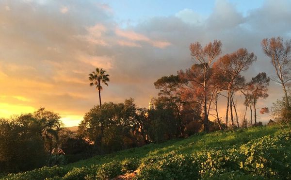 What Does It Mean to Be an LA Artist Today?