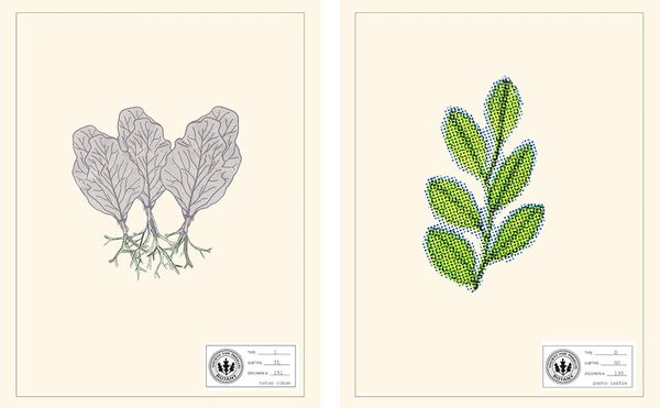 Drawings of Fantastical Flora Adapted from Advertising