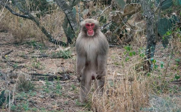 In 1972, Snow Monkeys Were Sent to a Texas Desert. Do They Still Remember Snow?