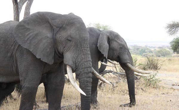 Ivory Queen Nabbed by Tanzanian Authorities