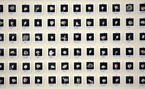 Using AI to Produce "Impossible" Tulips