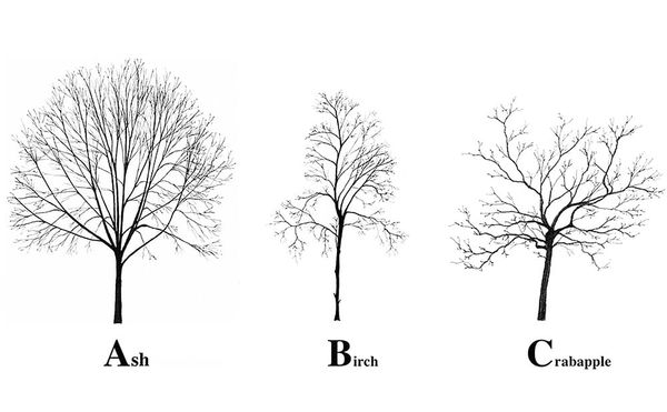 An Alphabet Made of New York City Trees