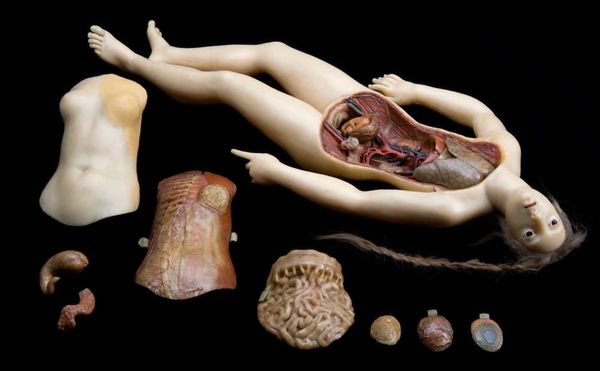 The Lasting Influence of the Waxen Venus on Studies of Anatomy