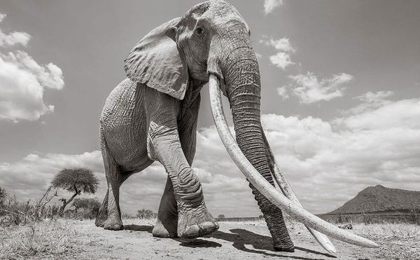The "Queen of Elephants" Photographed in Kenya