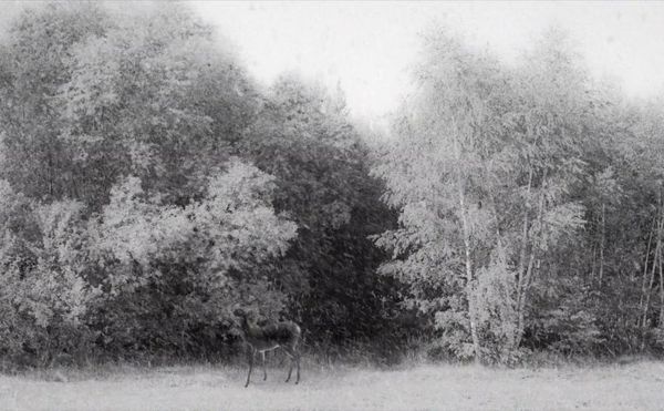 What to Watch Right Now on the Criterion Channel and OVID