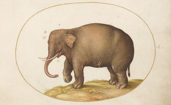 The Layered Nature of Artifice in a Book About a 16th-Century Naturalist