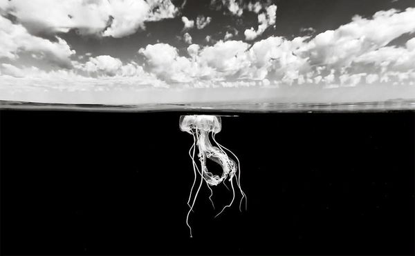 A Black-and-White World Beneath the Ocean