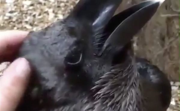 A Famous Optical Illusion Comes to Life