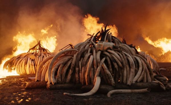 The Wonders and Terrors of Humanity's Impact on Earth