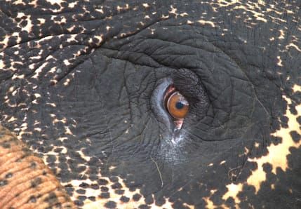 Elevating the Representation of Animals Onscreen