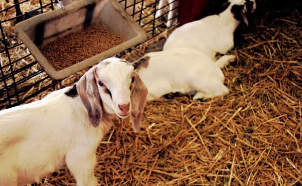 Vincent van Goat Helps Save the Reagan Presidential Library From Wildfire