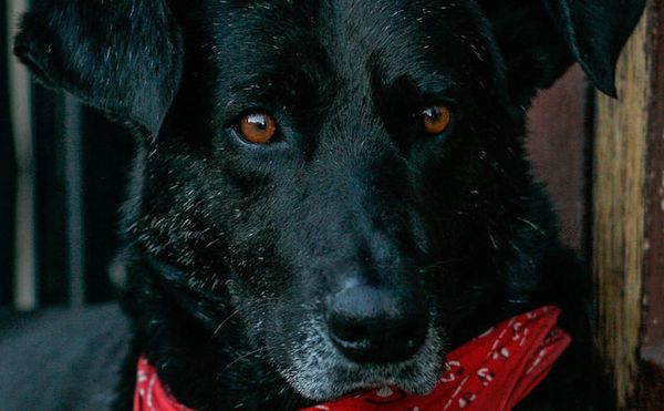The Cop-Attacking Chilean Dog Who Became a Worldwide Symbol of Protest