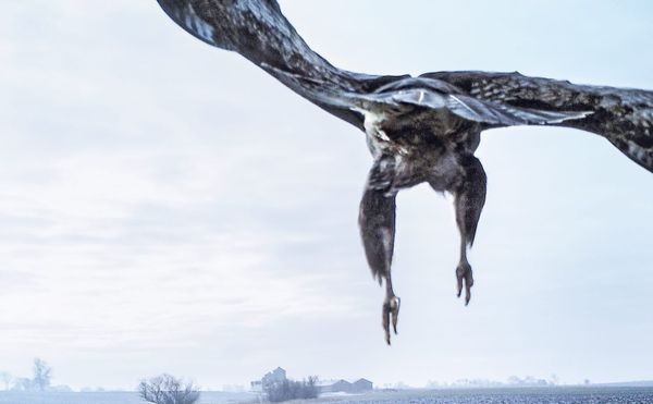 Pulling Birds Out of the Sky