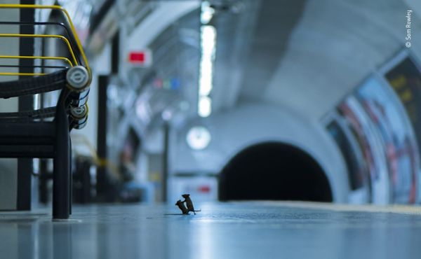 Uniquely Cinematic Shot of Mice Fight in London Subway Wins Wildlife Photography Award