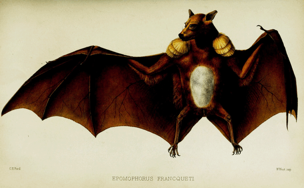 Over 150,000 Botanical Illustrations Enter the Public Domain