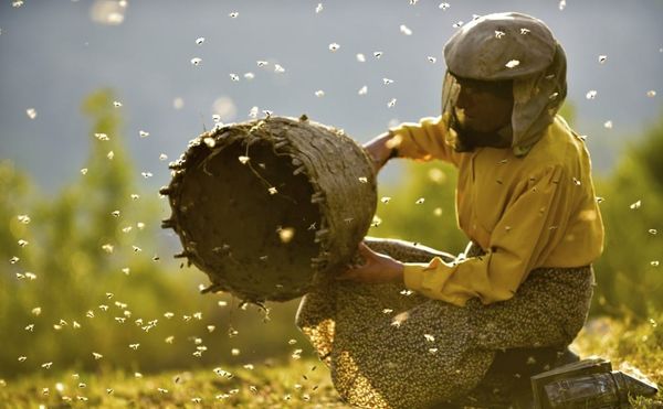 In Honeyland, One of Europe's Last Wild Beekeepers Fights Environmental and Economic Hardships