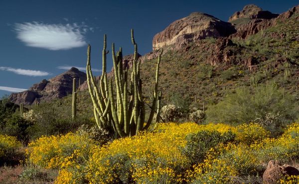 Trump’s Border Wall Construction Is Threatening Ceremonial and Sacred Sites