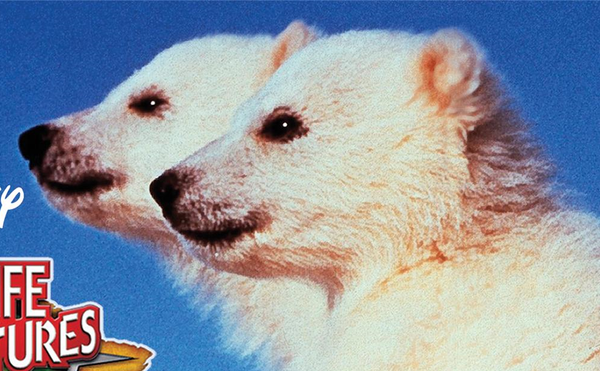 How Disney Tricked the World Into Believing Lemmings Commit Mass Suicide