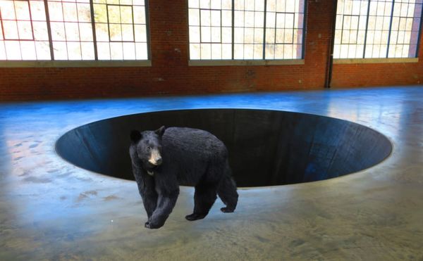 Black Bears Reclaim Dia:Beacon During Closure