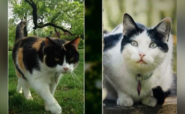 Let's All Paws to Write Letters to the Lonely Garden Cats of a Museum