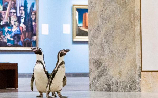 The Latest Visitors to the Nelson Atkins Museum? A Trio of Penguins