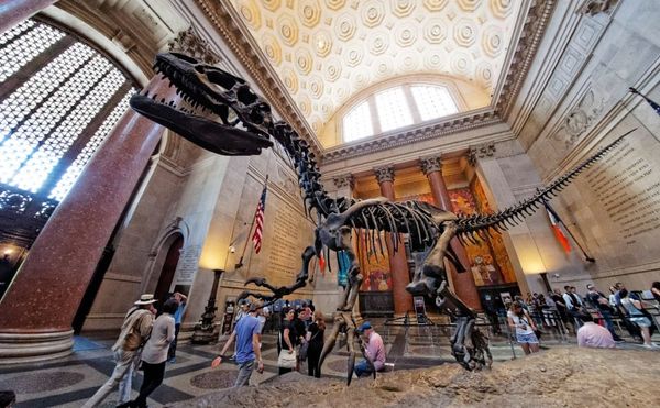 American Museum of Natural History Will Reverse Pay-what-you-wish Admission Upon Reopening