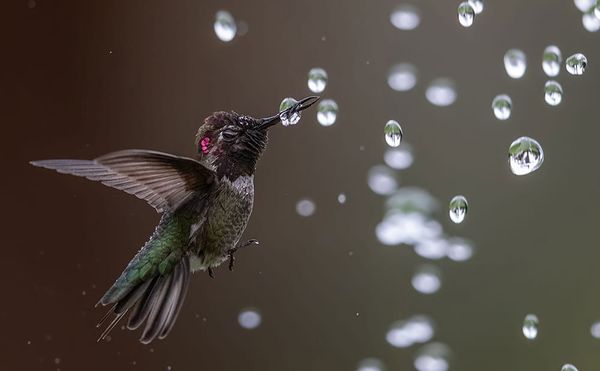 Fantastical Images of Birds From the 2020 Audubon Photography Award