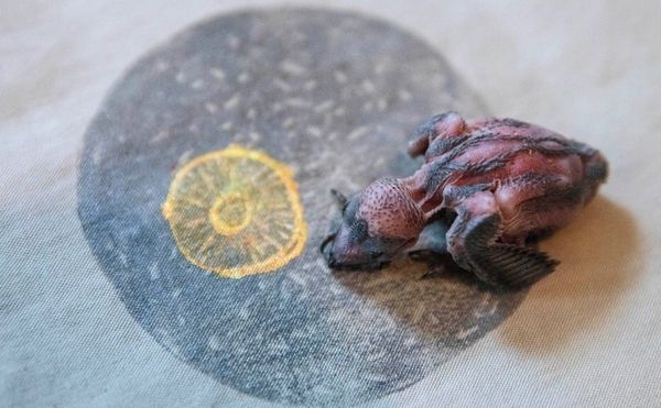 Is There a New Yiddish Contemporary Visual Art?