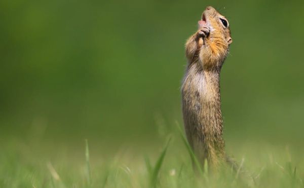 The Cheekiest Animal Photos From the 2020 Comedy Wildlife Photography Awards