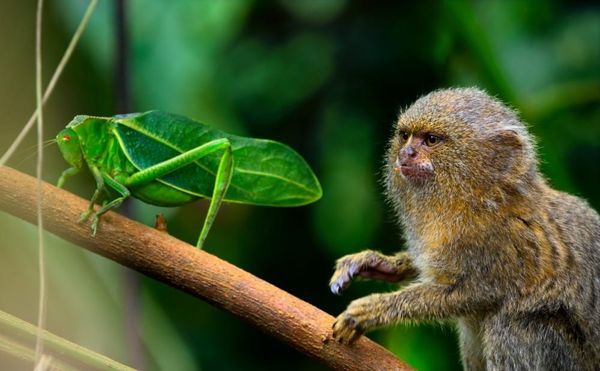 A Grand Adventure on Nature's Littlest Stage