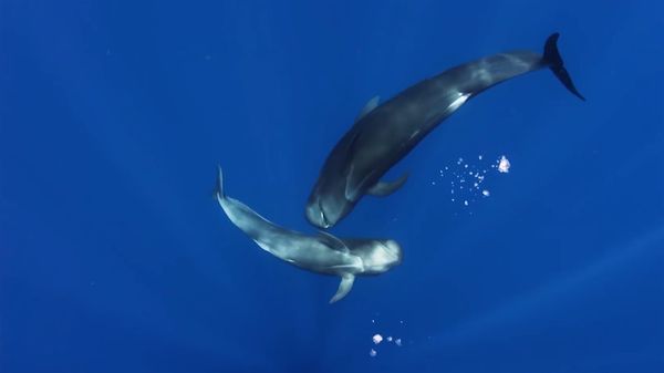 A New Lunchtime Screening Series Delves Into Our Environmental Crisis