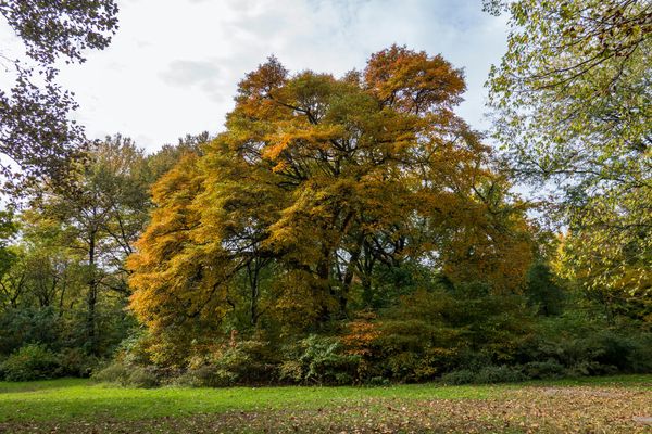 New Map Unearths New York’s Oldest and Rarest Trees