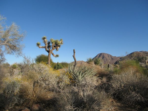 Judy Chicago Desert X Artwork on Hold Following Claims of Environmental Concerns