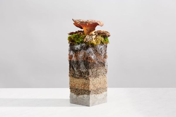 Mushroom “Leather” Is the Latest Innovation to Hit Fashion Runways