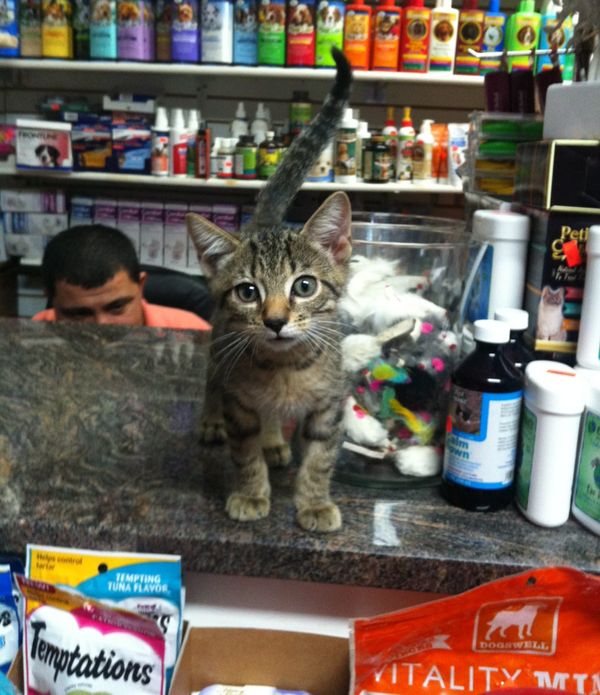 The Universal Allure of New York’s Bodega Cats